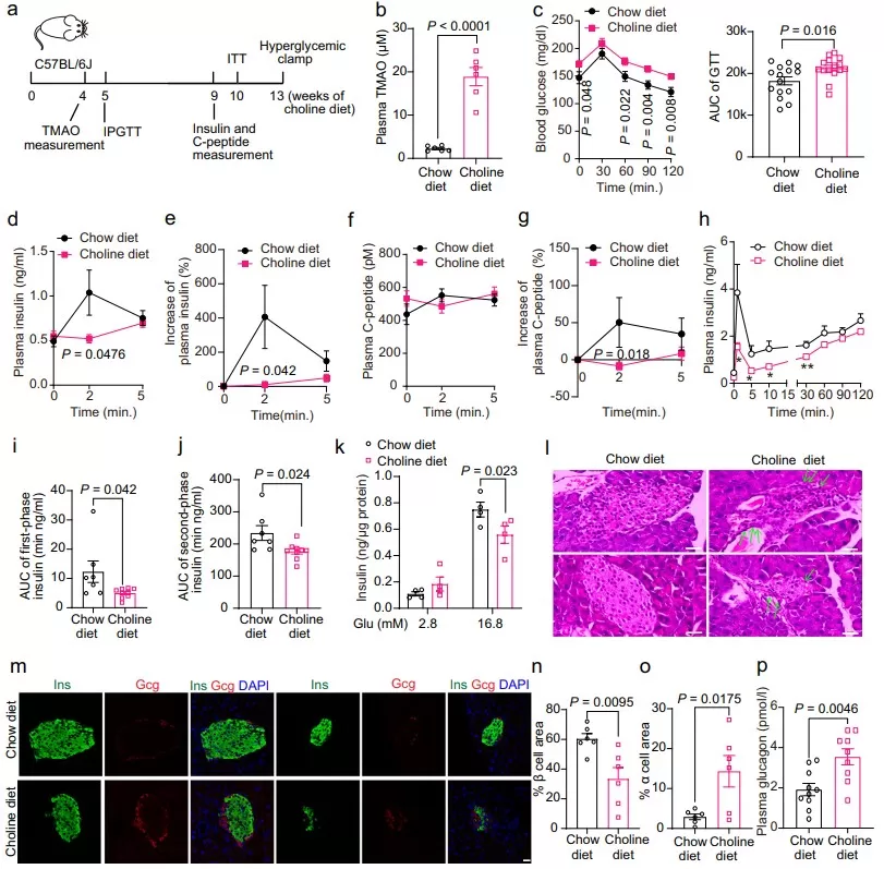 Choline diet elevates plasma TMAO and impairs β-cell function and glucose tolerance in mice  Choline diet elevates plasma TMAO and impairs β-cell function and glucose tolerance in mice